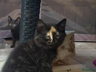 Mixed Breed cats Bengal cross kittens - Advert 2