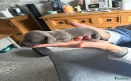 Dachshund dogs for sale: Miniature Dachshund  - Image 7