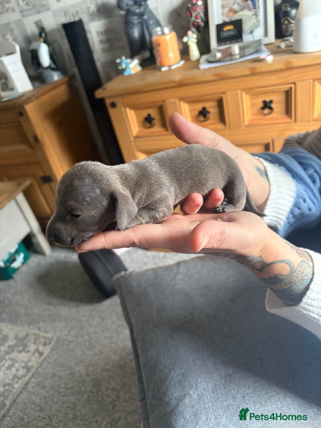 Dachshund dogs for sale: Miniature Dachshund  - Image 7