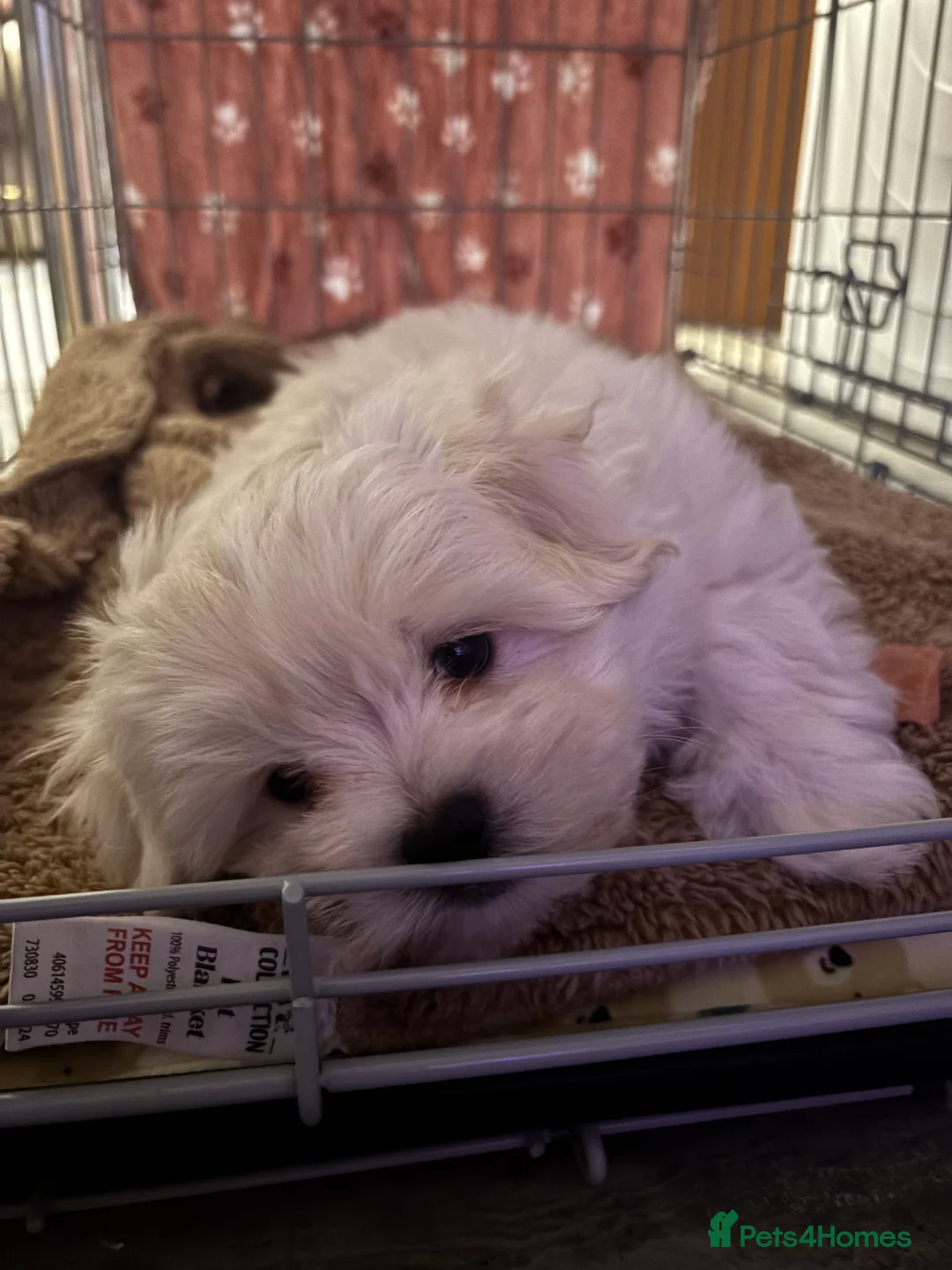 Maltipoo dogs for sale: Maltipoo - Advert 20