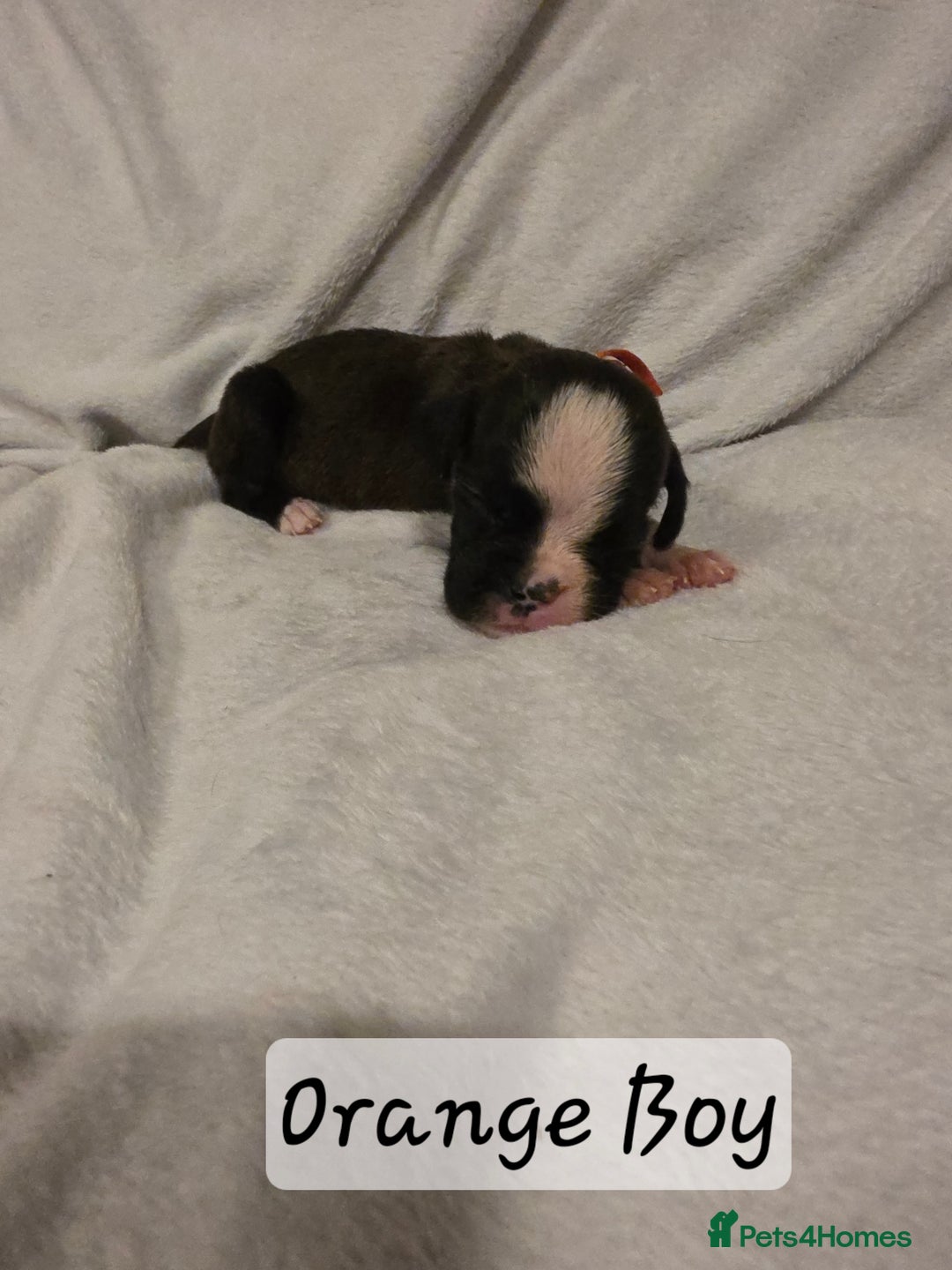 Boxer dogs for sale: Part European quality KC Reg Boxers - Advert 4