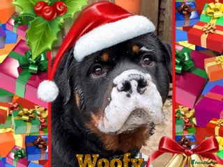 Rottweiler dogs Rottweiler DNA health tested,,EYE SCANNED in Wellingborough - Advert 9