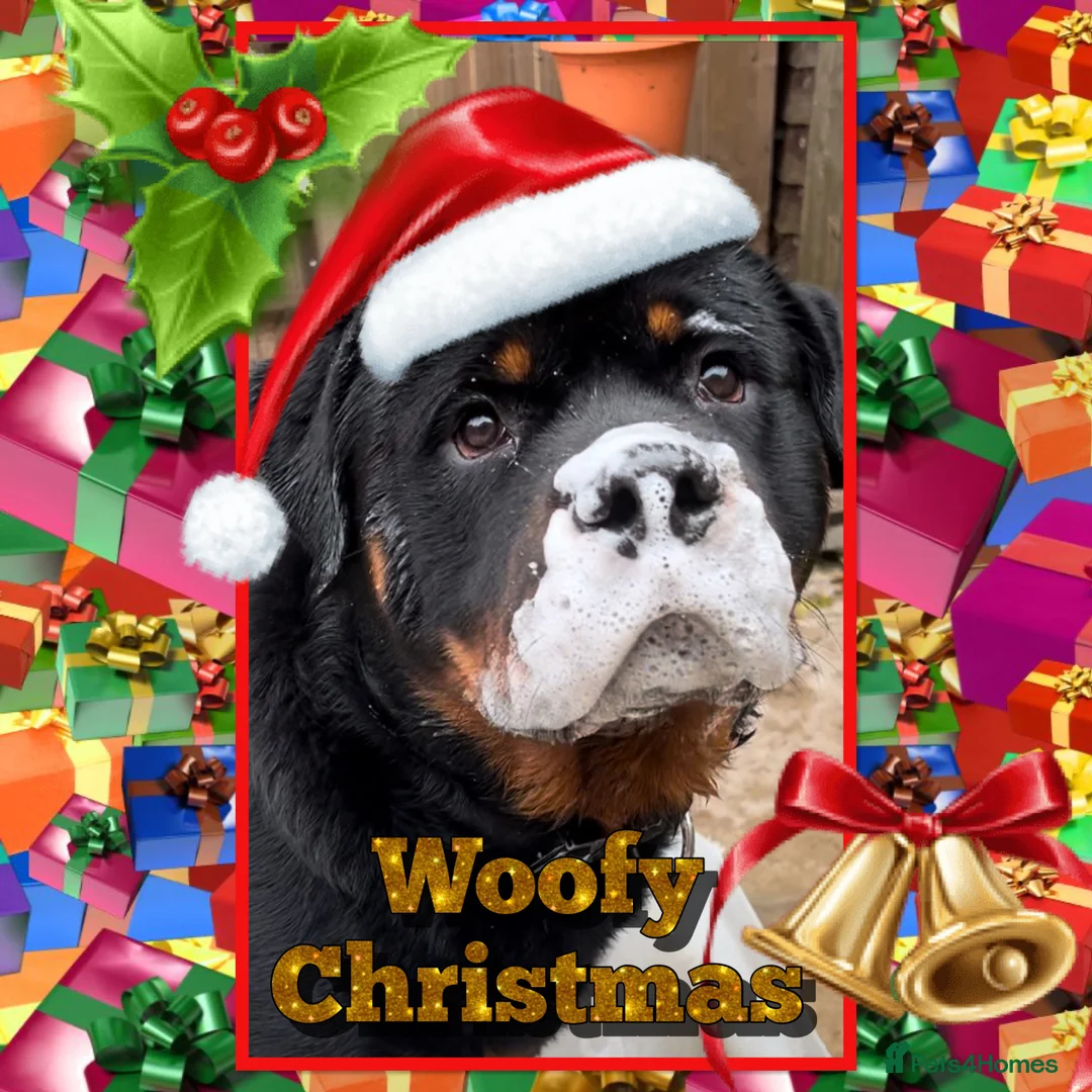 Rottweiler dogs for stud: Rottweiler DNA health tested,,EYE SCANNED  in Wellingborough - Advert 5