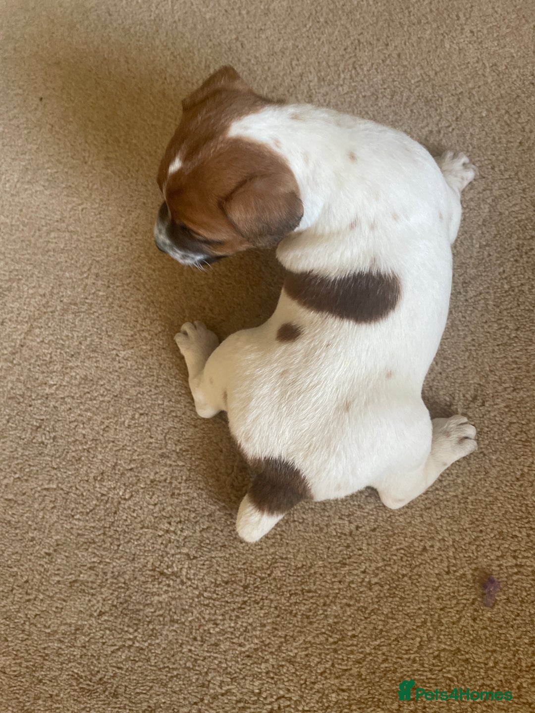 Jack Russell dogs for sale: Jack Russell puppies for sale - Advert 14