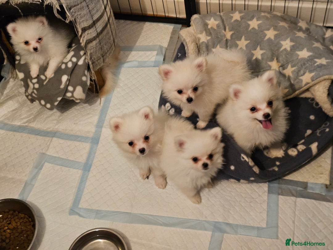 Pomeranian dogs for sale: POMERANIAN Puppies - Ready now  - Advert 10