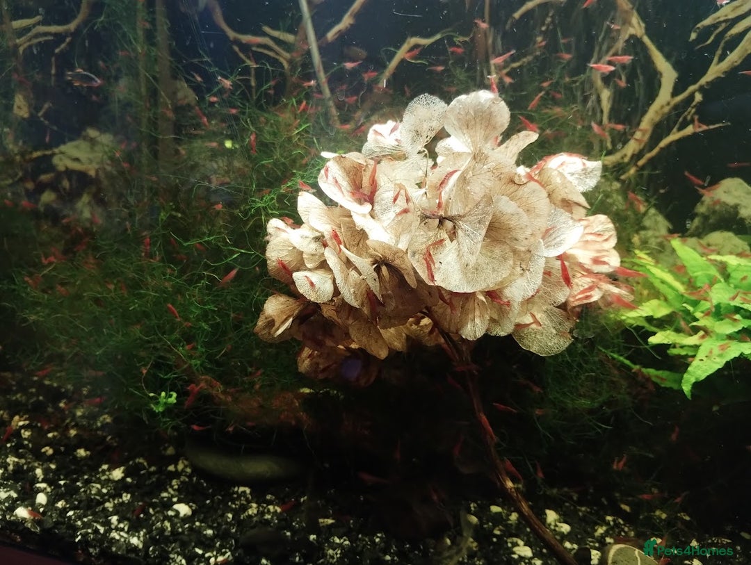 Shrimps fish for sale: Red cherry shrimps - Advert 5