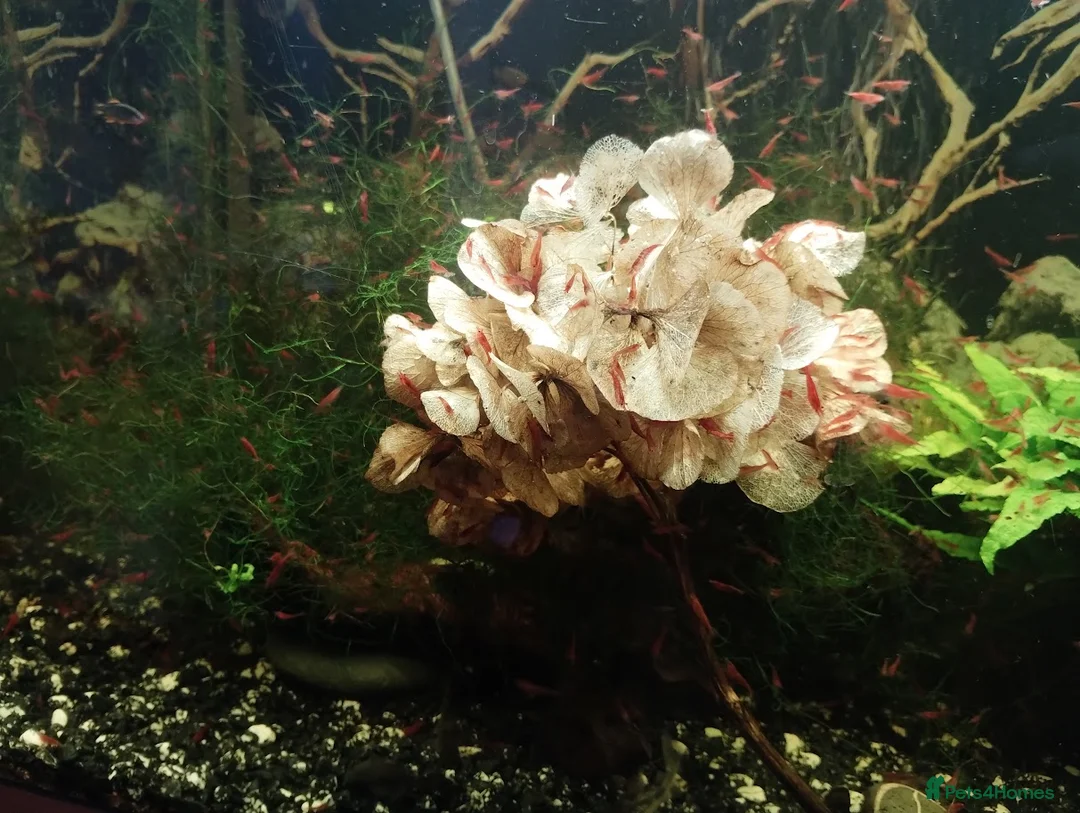 Shrimps fish for sale: Red cherry shrimps - Advert 5