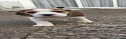 Beagle dogs for sale: 🐾Beautiful Beagle Puppies For Sale!🐶💕 - Advert 6
