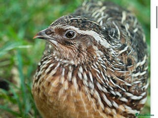 Mixed Breed birds Male Quail looking for a loving new home - Advert 1