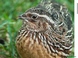 Mixed Breed birds Male Quail looking for a loving new home - Advert 2