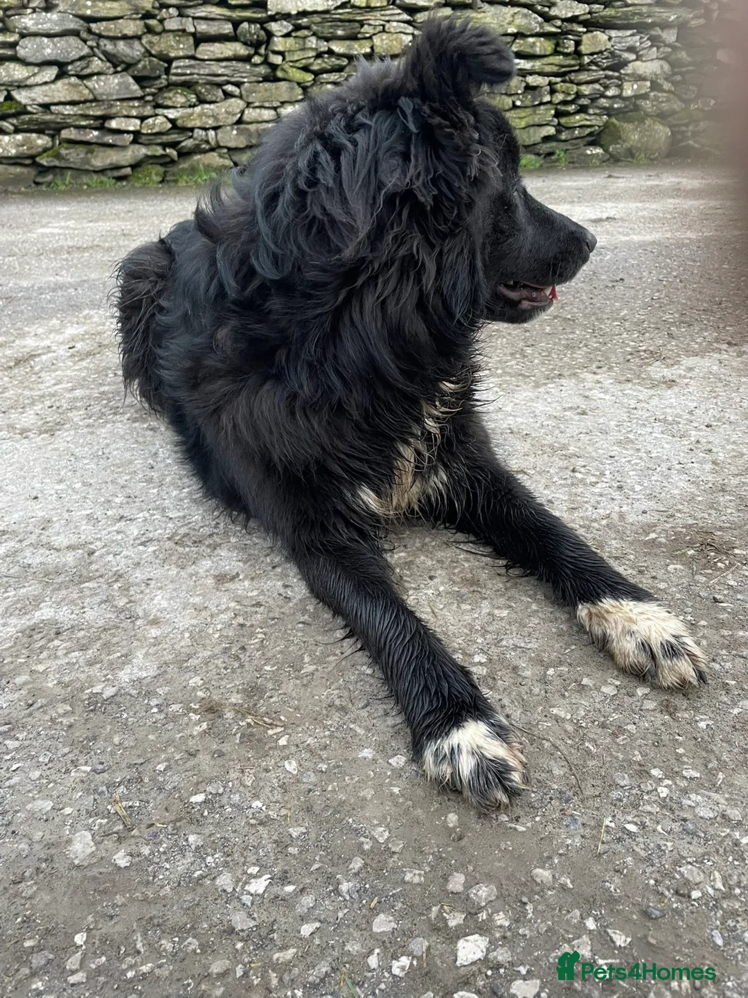 Border Collie dogs for sale: Meg our Beautiful Collie  - Advert 3