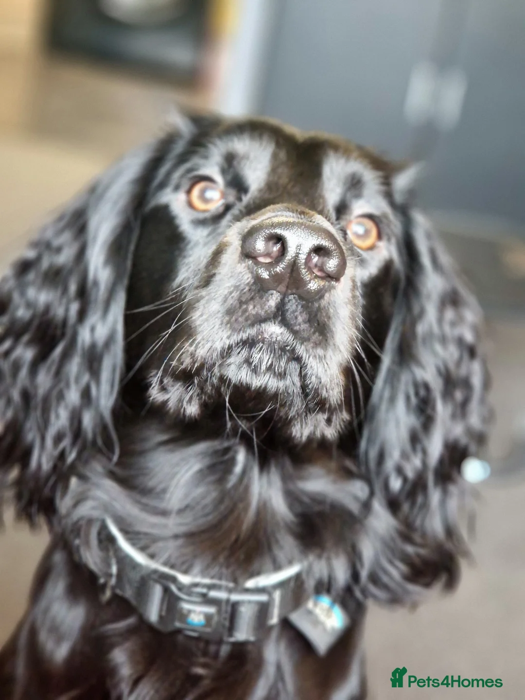 Cocker Spaniel dogs for stud: Black working Cocker Spaniel in Blyth - Advert 6