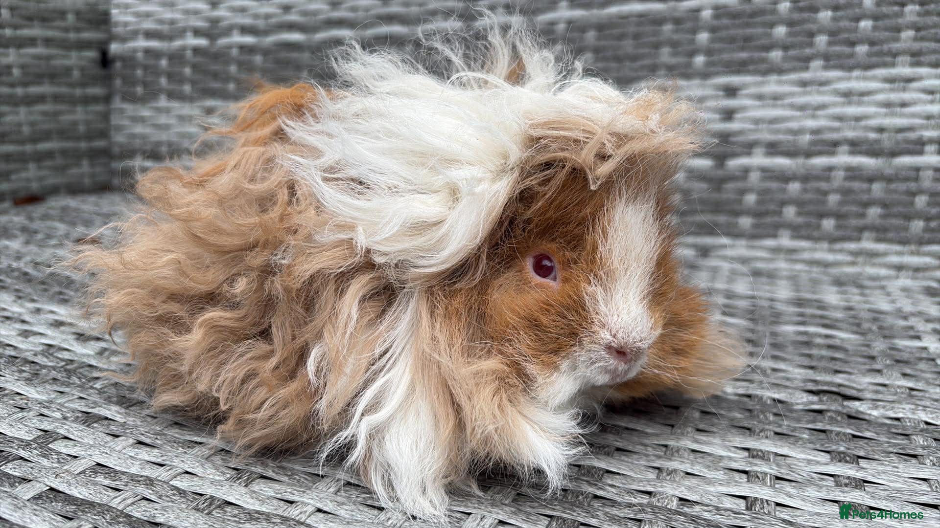 Guinea Pig rodents Purebred Lunkarya - Advert 1