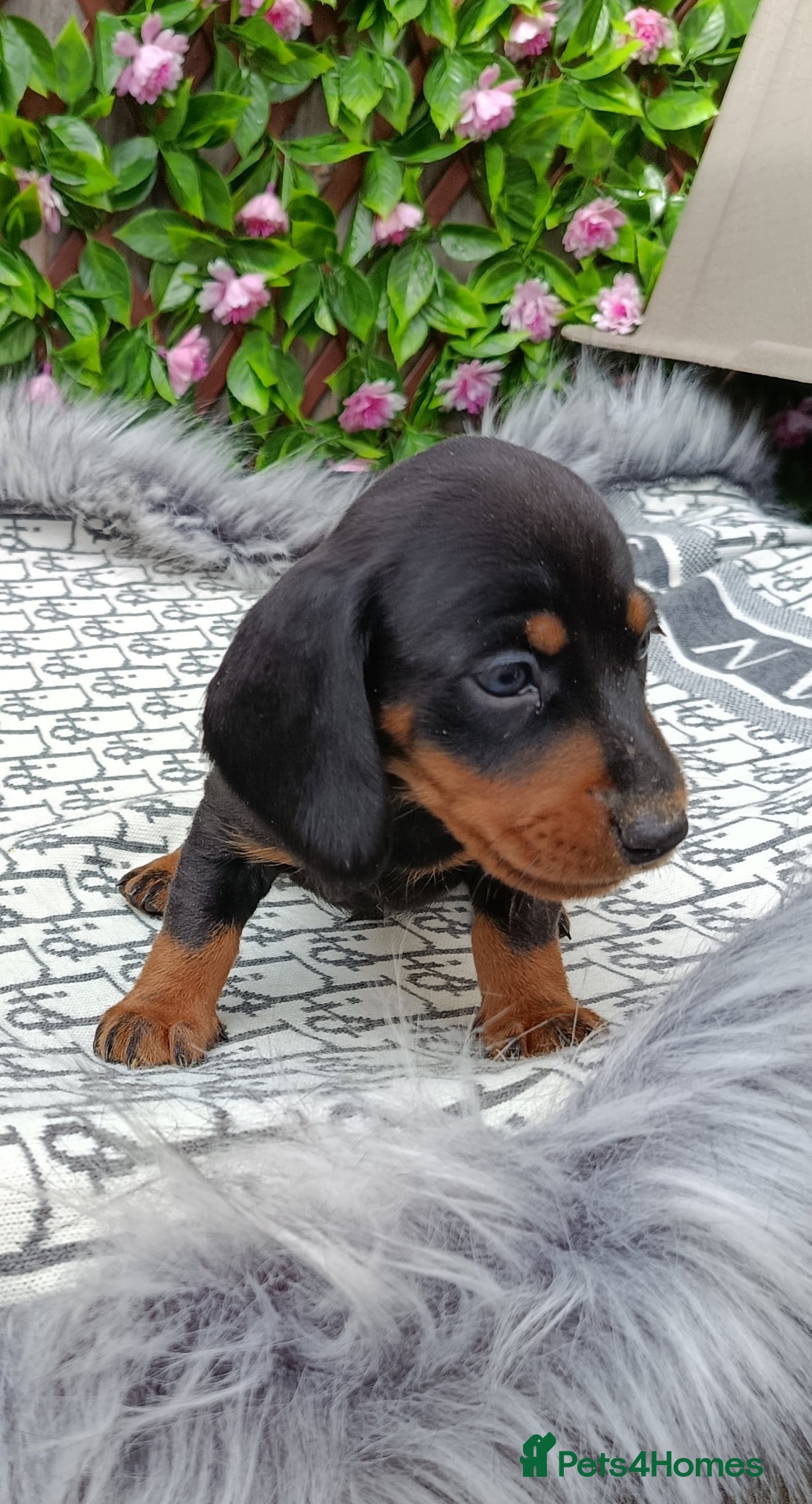 Miniature Dachshund dogs STUNNING LH /SMOOTH MINI KC REG PRA CLR - Advert 1