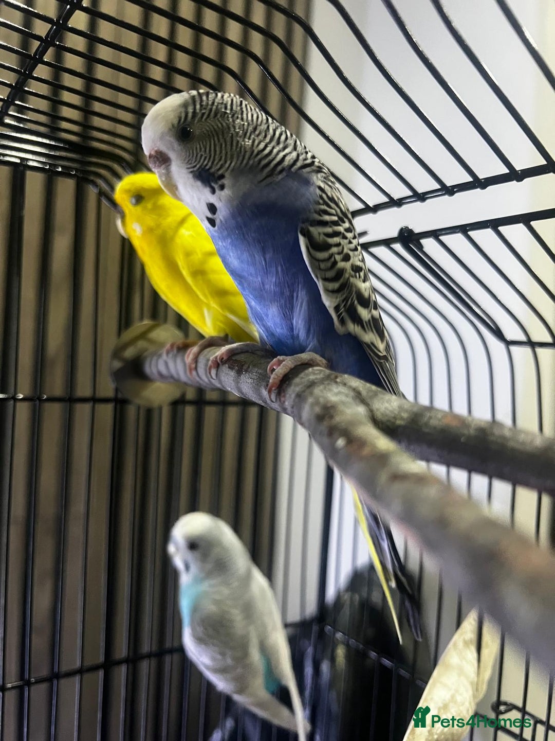 Budgerigars birds for sale: 4 budgies for sale, CHEAP and URGENT ❤ - Advert 12