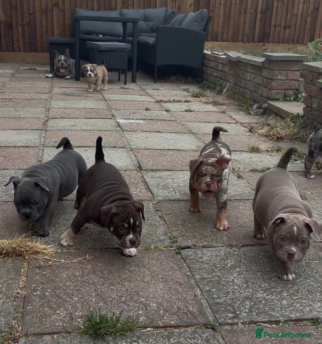 American Bully dogs 🧬 STUNNING CHUNKY POCKET BULLYS  🏆  - Advert 6