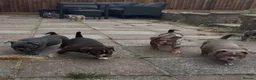 American Bully dogs for sale: 🌟BANK HOLIDAY SPECIAL🌟 Pocket bully pups 😍🐶🏆  - Advert 3