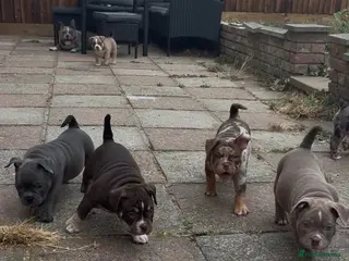 American Bully dogs 🧬 STUNNING CHUNKY POCKET BULLYS 🏆 - Advert 6