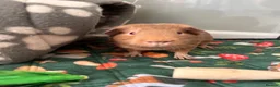Guinea Pig rodents for sale: Two brothers for sale  in Burnham-on-Sea - Advert 1