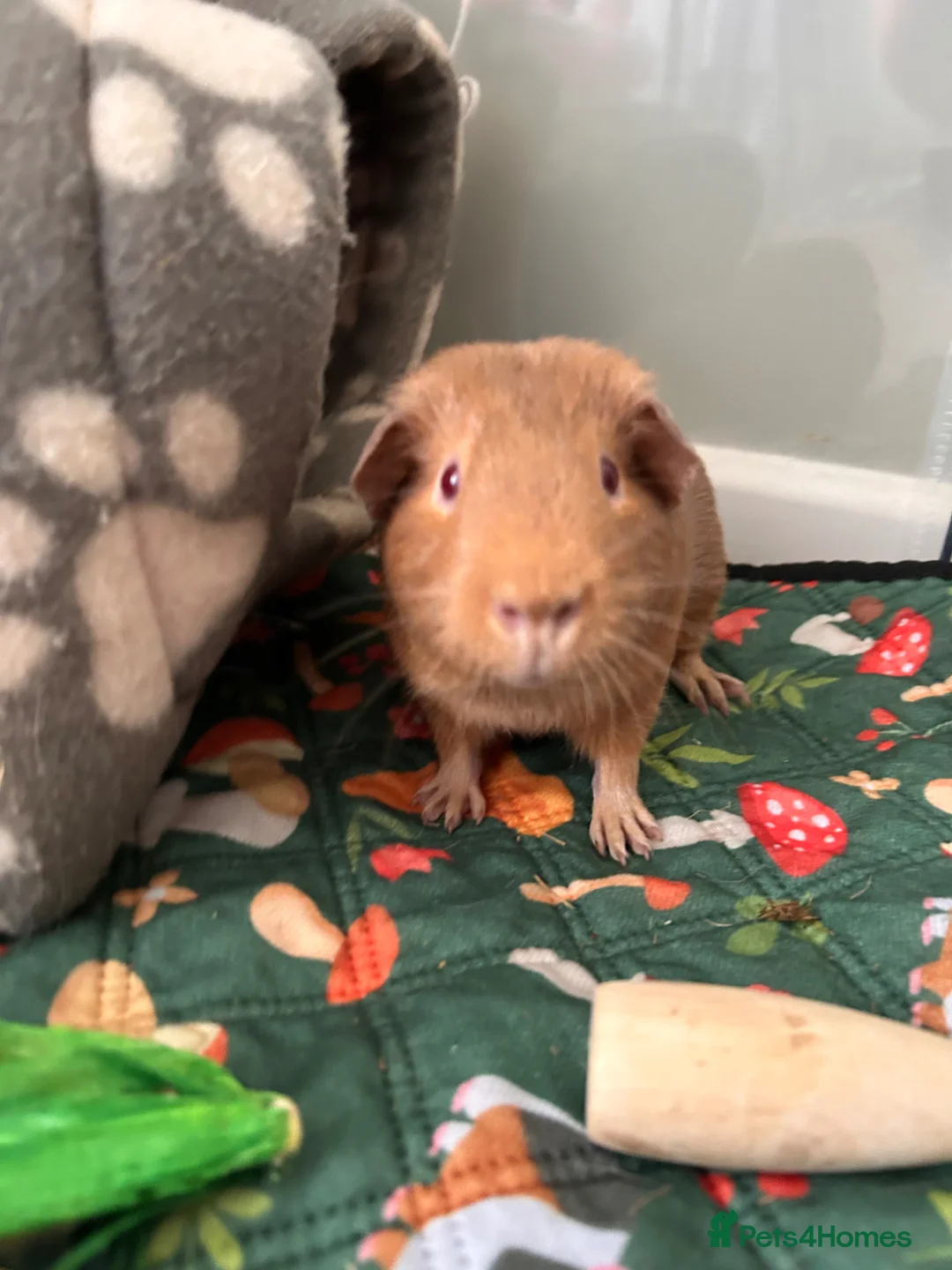 Guinea Pig rodents for sale: Two brothers for sale  in Burnham-on-Sea - Advert 1