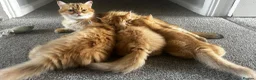 British Longhair cats for sale: Golden British BLH and BSH kittens  - Advert 17
