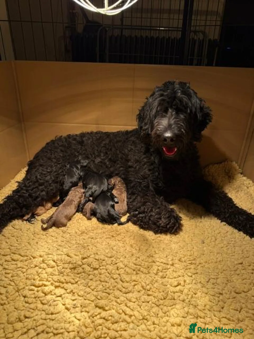 Goldendoodle dogs for sale: Stunning Doodles - Advert 2
