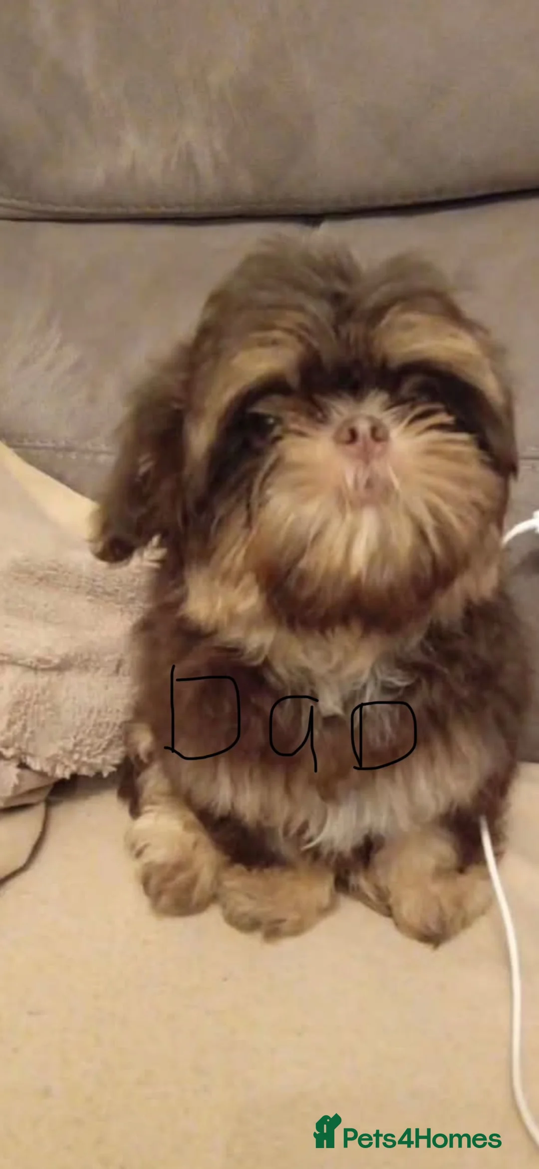 Shih Tzu dogs for sale: imperial karishishi dobie shih tzu in Nottingham - Advert 2