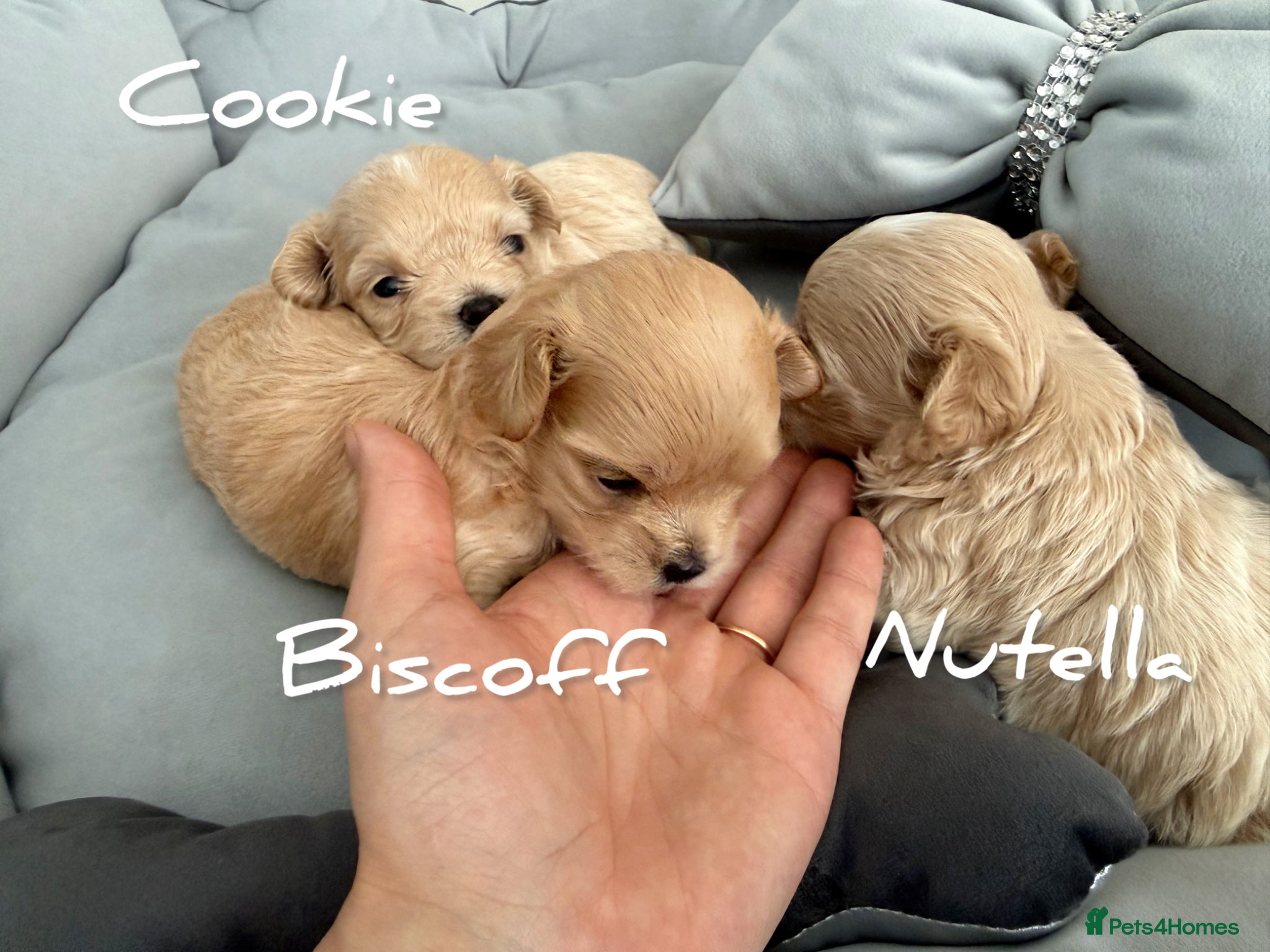 Maltipoo dogs Tiny Teddy Maltipoo- from Asian teddy dad! - Advert 2