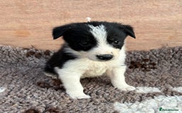 Border Collie dogs for sale: ISDS Registered border collie pups - Image 1