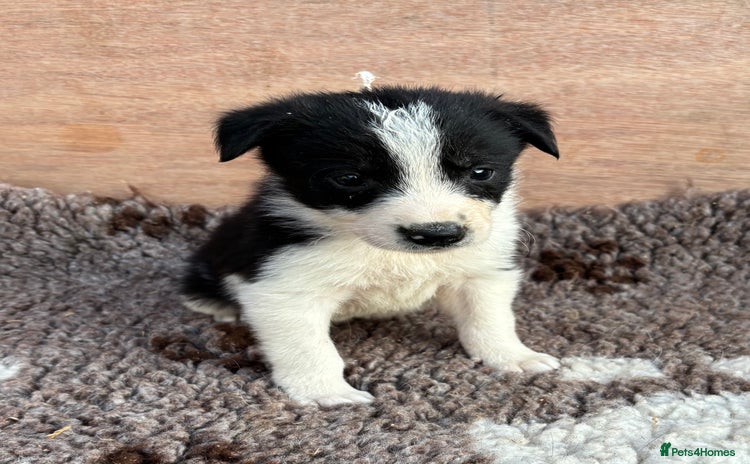 Border Collie dogs - Advert 1