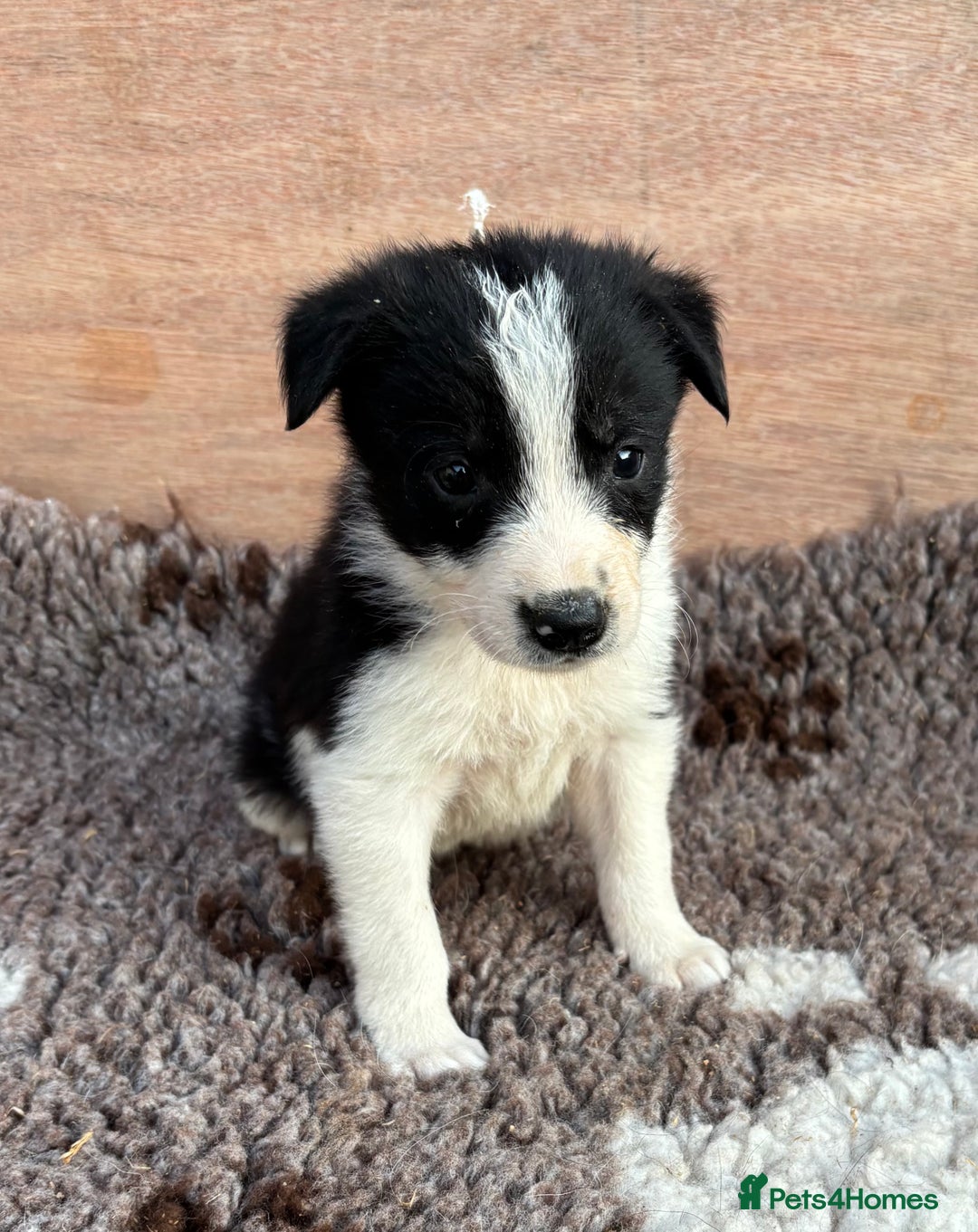 Border Collie dogs for sale: ISDS Registered border collie pups - Image 1