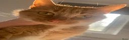 Mixed Breed cats for sale: Ginger female for sale  - Advert 7