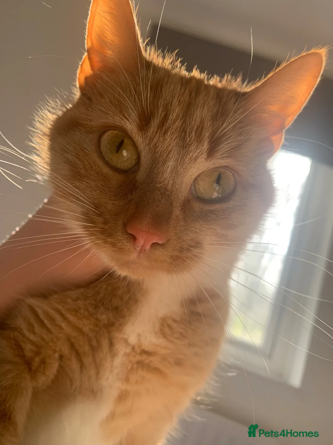 Mixed Breed cats for sale: Ginger female for sale  - Advert 7