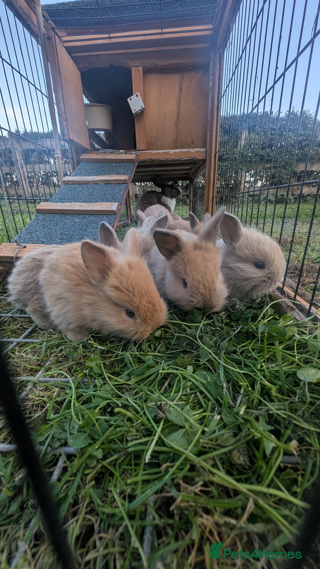 Mixed Breed rabbits for sale: Beautiful lion lop cross bunnies - Image 2
