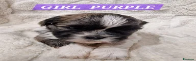 Shih Tzu 4