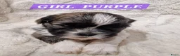 Shih Tzu dogs for sale: Pure bred shih tzu puppies in Cardiff - Advert 2