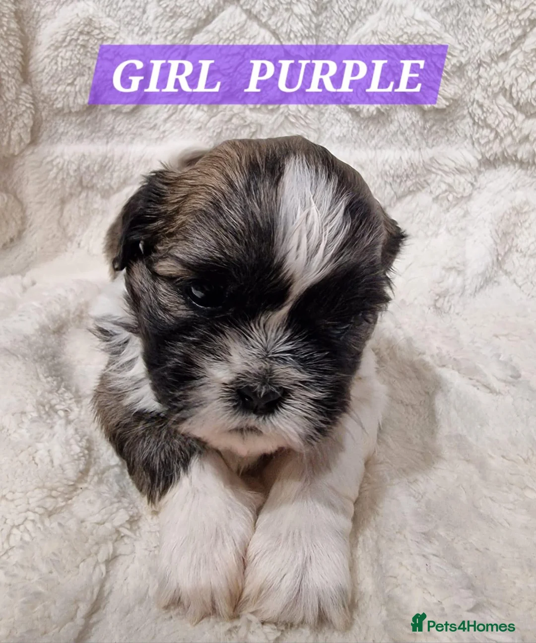 Shih Tzu dogs for sale: Pure bred shih tzu puppies in Cardiff - Advert 2