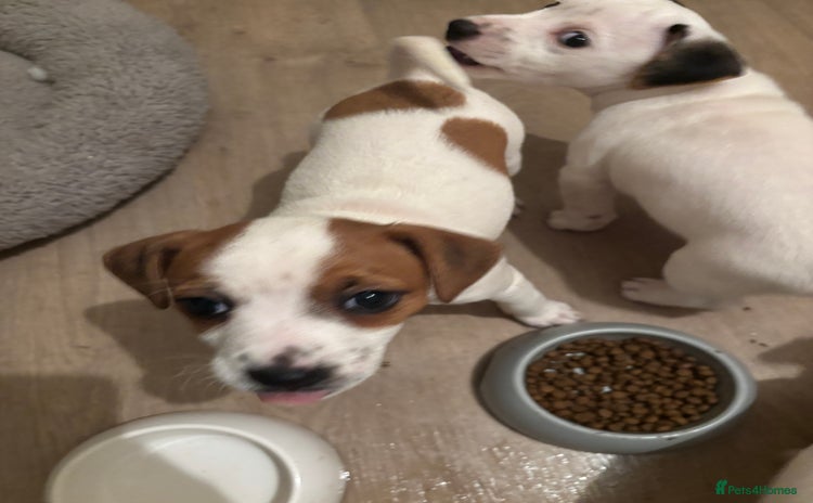 Jack Russell dogs Healthy Jack Russels 1 girl🩷 left!! - Advert 8