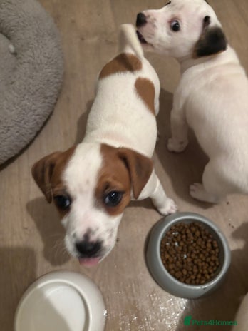 Jack Russell dogs Healthy Jack Russels 1 girl🩷 left!! - Advert 8