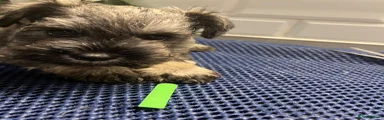 Miniature Schnauzer 1