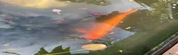 Koi Carp fish for sale: Beautiful Mukashi Ogon and Benigoi - Advert 3