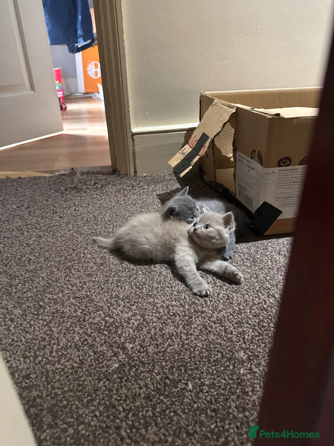 British Shorthair cats for sale: Cute and cuddly British Shorthaired kittens  - Advert 28