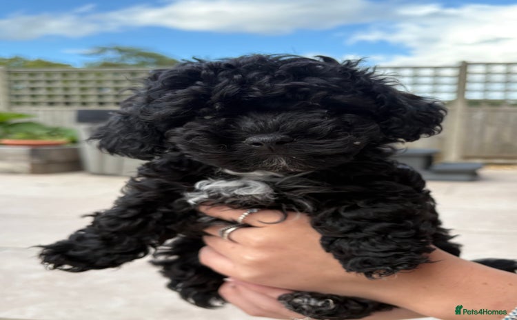 Maltipoo dogs - Advert 12