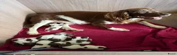 English Springer Spaniel dogs for sale: Ftch x Ftw ESS Pups - KC Reg - Advert 12