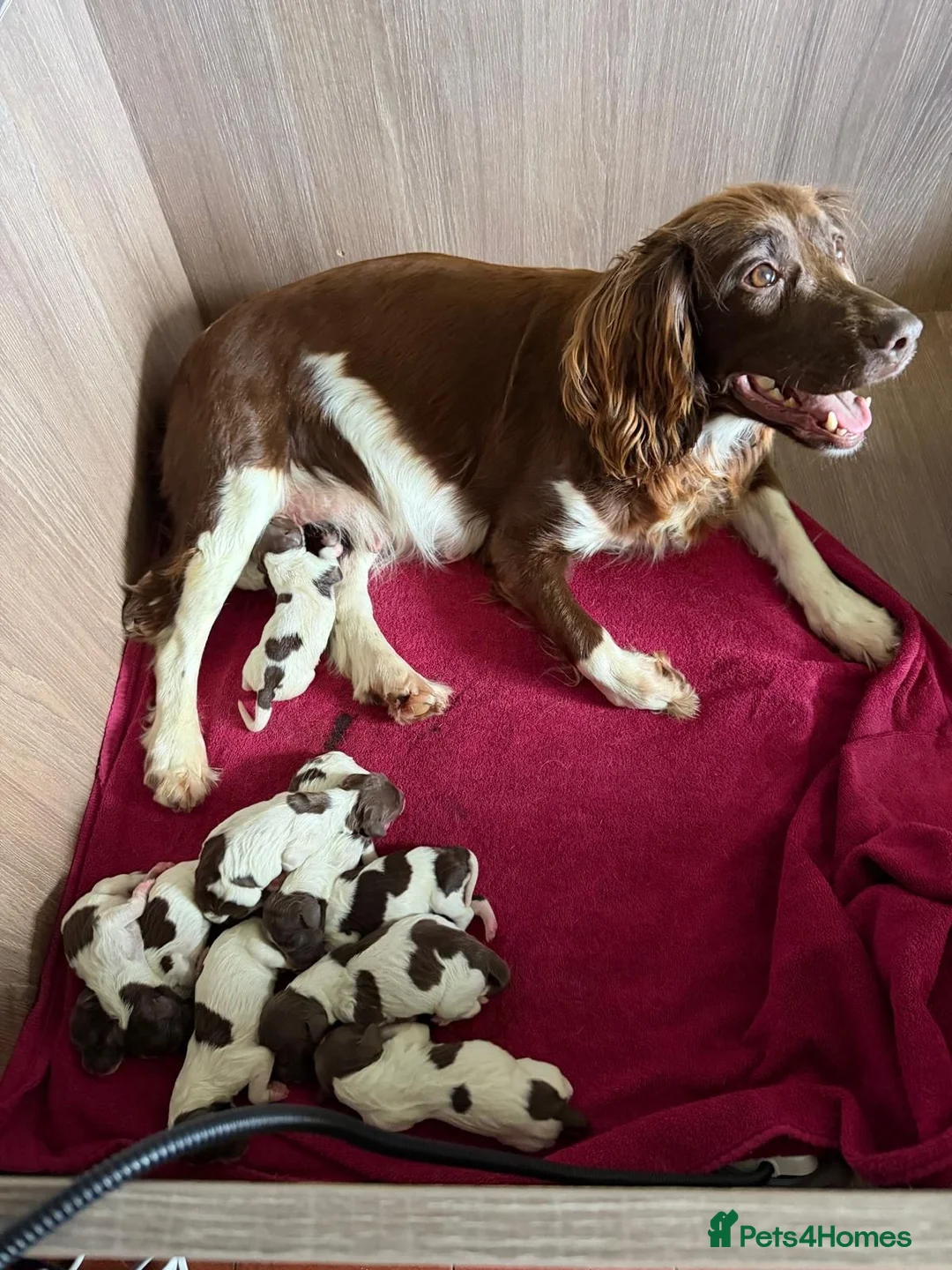 English Springer Spaniel dogs for sale: Ftch x Ftw ESS Pups - KC Reg - Advert 12