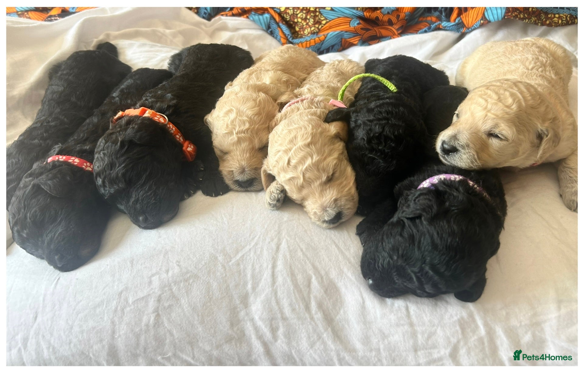 Labradoodle dogs Stunning f1bb standard labradoodles   - Advert 9