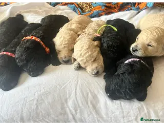 Labradoodle dogs Stunning f1bb standard labradoodles - Advert 10