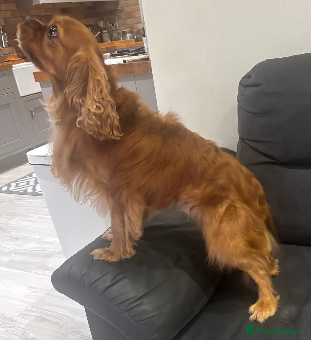 Cavalier King Charles Spaniel dogs for sale: Beautiful ruby Cavalier boy ❤️Heart & Eye tested - Image 3