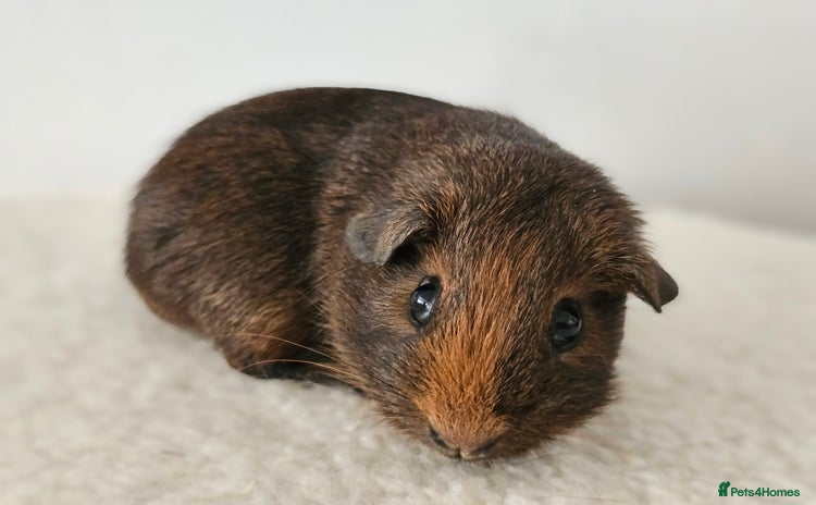 Guinea Pig rodents in Faringdon - Advert 4