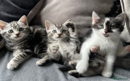 American Shorthair cats for sale: Three beautiful Kittens  - Image 2